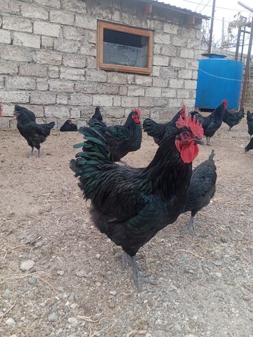 Xoruzlar: Məhsul: Ev şəraitində saxlanılan uzun quyruğ Alman sortu olan astralop — 9