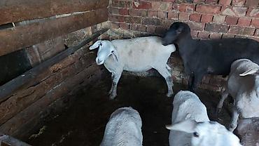 Баран, овца: Продаю | Баран (самец) | На забой | Кастрированные at lalafo.kg — 8 Баран, овца: Продаю | Баран (самец) | На забой | Кастрированные — 8