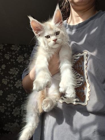 ориентальная кошка цена: 🐾 Эксклюзивные котята-полидакты в поисках достойных хозяев — 8