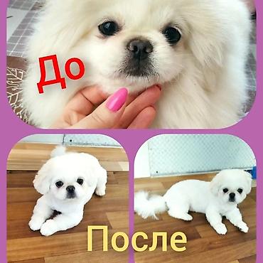 İtlər: Pudel, 6 ay, Dişi -da lalafo.az — 12 İtlər: Pudel, 6 ay, Dişi — 12