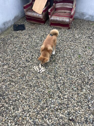 İtlər: Akita-inu, 3 ay, Erkek, Pulsuz çatdırılma — 8