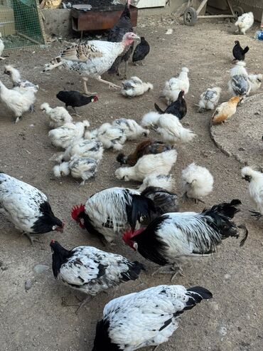 продам вольер для собаки бу: Продаю | Куры, Петух, Цыплята