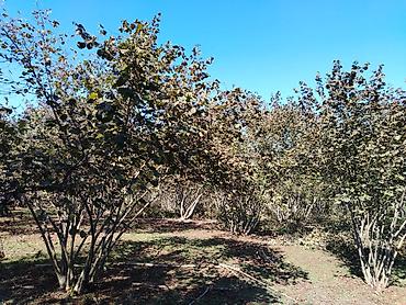 caravan satışı: 54 sot, Kənd təsərrüfatı, Kupça (Çıxarış) — 3
