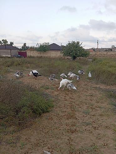 Yumurta: Məhsul: Hind quşu yumurtası mayali — 7