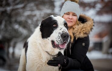 jakna montego jaknesir ramsir ramena duz ruka: Kennel Ruski Izvor - FCI Caucasian shepherd, Central Asian shepherd