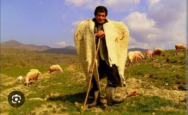 Брюки: Çoban işi axtarıram ayleliyem 4 il iş stajım var bordag dana sagmal