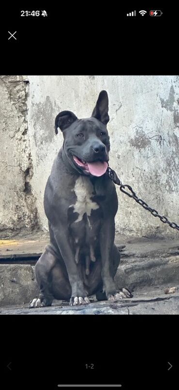 itler pitbul: Питбуль, 2 года, Самка, С прививками, Бесплатная доставка