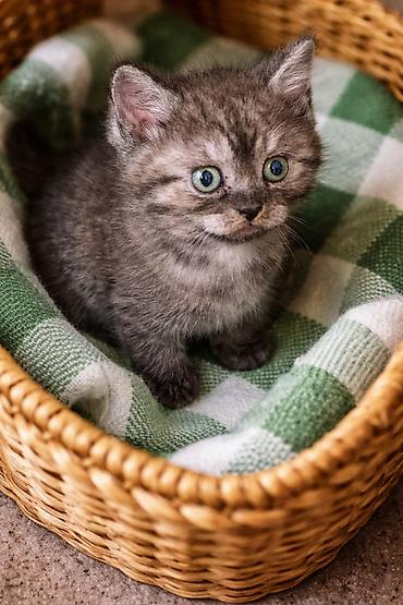 Pişiklər: Şotland, Erkək, Dişi, Ünvandan götürmə — 9