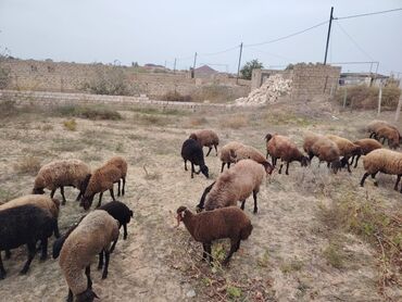 Qoyunlar, qoçlar: Qala cinsi qoyunlar razılaşma yolu ilə — 10