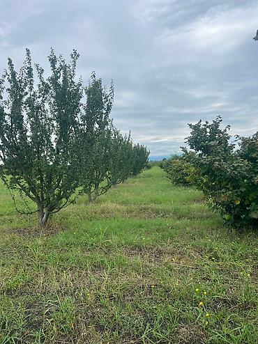 Həyət evləri və villaların satışı: 3 otaqlı, 100 kv. m, Yeni təmirli — 20