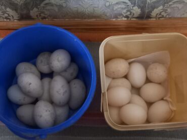 ördək yumurtası satışı: Dişi, | Lal ördək, Yumurtalıq