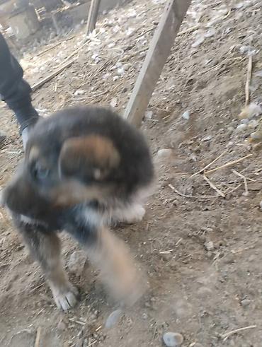 Продажа собак: Немецкая овчарка, 2 месяца, Самец, С родословной — 10