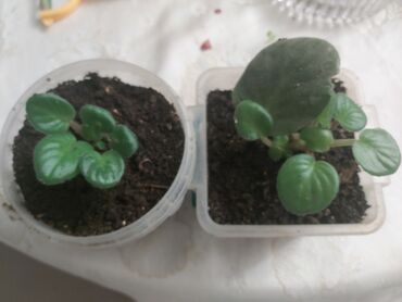 Otaq bitkiləri: 40 ədəd bənövşə şəkildə olduğu kimi satılır — 9