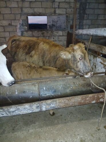 Inəklər, öküzlər: Dişi, il: 2, Damazlıq, Ünvandan götürmə