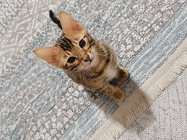 кошка манас: Бенгальские котята с ярким розеточным окрасом - Порода: бенгальская — 10