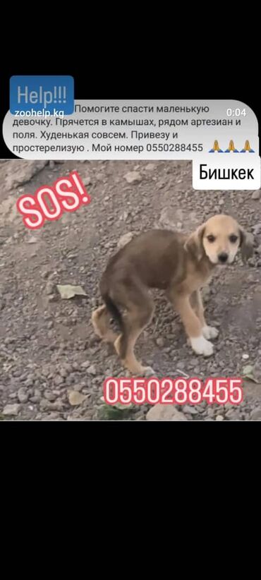 купить щенка добермана из питомника: Собака даром: 3 месяца, Самка
