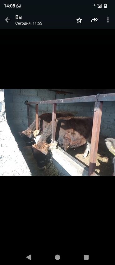 продаю рыбы: Сатам | Музоо | Бордоп семиртүү үчүн | Байланган