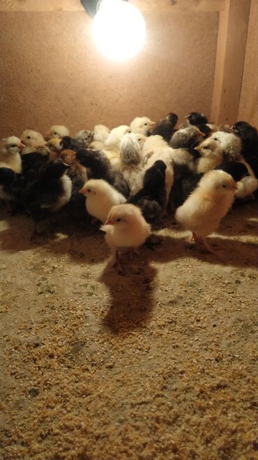 Животные: Домашние цыплята по 50 сом