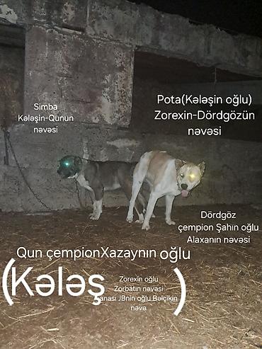 heyvan bazari: Alabay, 2 ay, Erkək, Ödənişli çatdırılma — 4