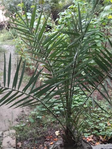 Уличные растения: Xurma palmı (Phoenix dactylifera) – iri qabda - Bitki: xurma palmı