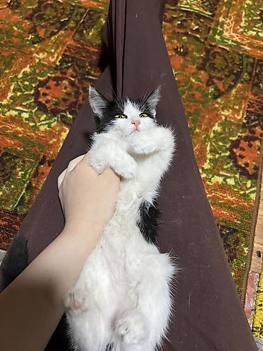 животные кошка: 🍀Котенок Панда ищет дом ! Мальчик 2,5 месяца . Черно белый красавчик — 2