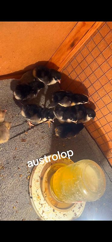 Hinduşkalar: AUSTROLOP cucesi - 2 azn tam saglam sekilde bestenmiw ana surusunun — 1