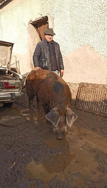 белый конь: Осеменение свиней с доставкой кабана . Опыт 17 лет — 1