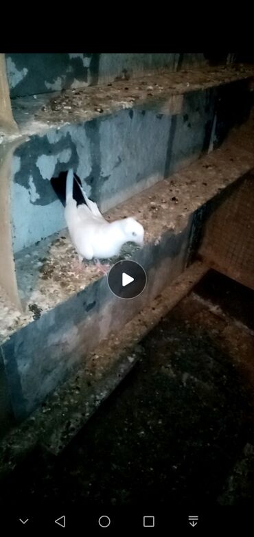 göyərçin şəkilləri: Desde qaraquyrugdu 29 manatdi qiymeti sondu