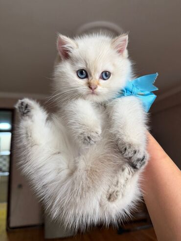 Pişiklər: Şotland uzun tüklü, Ödənişli çatdırılma — 14