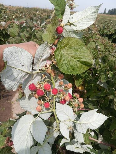 продаю цех: Малина көчөт сатылат. Сорт Геракл