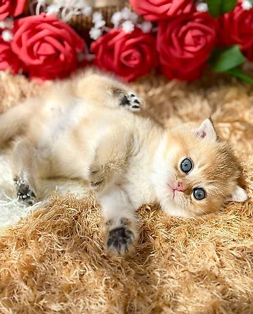 Pişiklər: Britan — 4