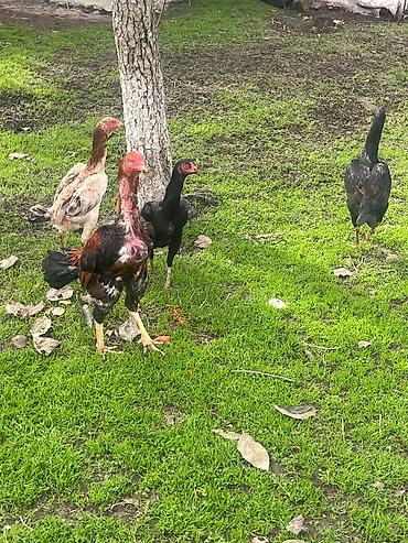 avstrolop yumurtasi: Mayalı Sosyet heyratı yumurtaları satılır yaxşı heyvanların — 3