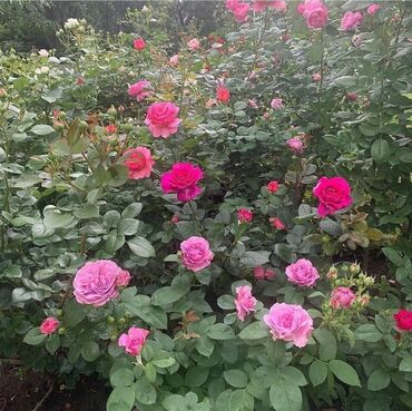 Şitillər: Sarmaşiq və Sadə Gül Kollari istənilən sayda sifariş verə bilərsiz -da lalafo.az — 9 Şitillər: Sarmaşiq və Sadə Gül Kollari istənilən sayda sifariş verə bilərsiz — 9