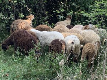 cins inekler azerbaycanda: Tecili satlır quzular 20 başdı
