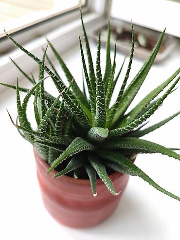 Комнатные растения: Суккулент Haworthia (в горшке) - Внешний вид: компактная розетка из — 2