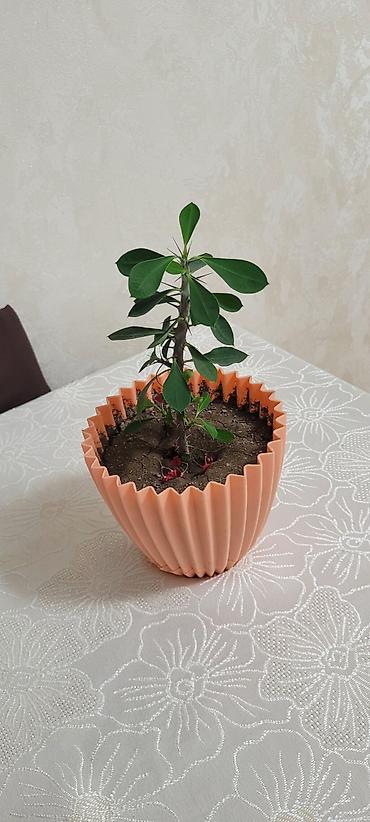 Nəzər gülü Evdaxili dekor üçün saksı bitkisi – ətirşah sünbüllü