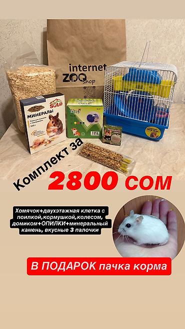 Хомяки: Продаются хомячки ручные. В нашем питомнике вы можете приобрести — 14