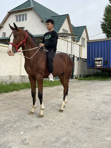 Лошади, кони: Продаю | Конь (самец), Жеребенок | Английская | Конный спорт | Племенные