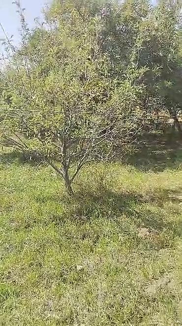 Продажа коттеджей и домов: Продается дом с приусадебным участком и госактом на право частной — 7