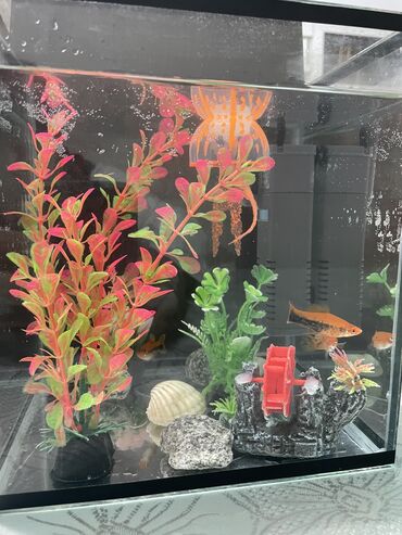 Аквариумы: Срочно срочно Продано аквариум с 4 рыбками Внутренние украшение —