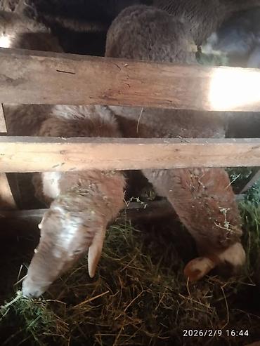 Баран, овца: Продаю | Баран (самец) | Для разведения | Матка — 5