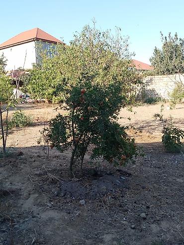 mingecevirde torpaq satisi: 10 sot, Tikinti, Mülkiyyətçi, Kupça (Çıxarış) — 8
