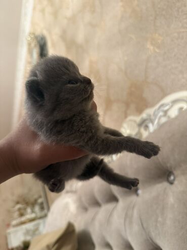 Pişiklər: Britan yastı qulaq, Dişi, Erkək, Yaxşı əllərə, Ödənişli çatdırılma, Ünvandan götürmə — 6