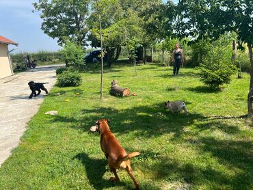 Psi: Hotel za pse Ideal Da li planirate putovanje, posao ili odmor, a ne — 12