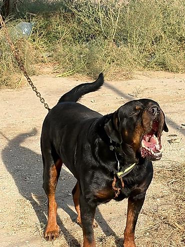 Rotveyler, 2 il, Erkək, Rayonlara çatdırılma