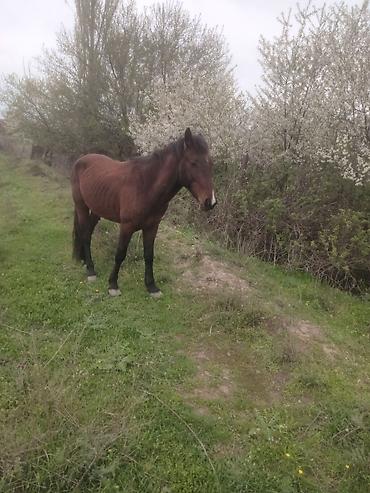 Atlar: Erkək, il: 5, Ünvandan götürmə — 6