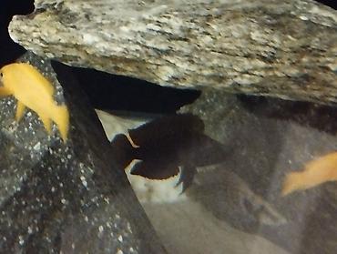 Balıqlar: Cixlid balığı -da lalafo.az — 6 Balıqlar: Cixlid balığı — 6