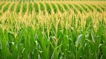 продукты для суши оптом: Жүгөрү Дүңүнөн
