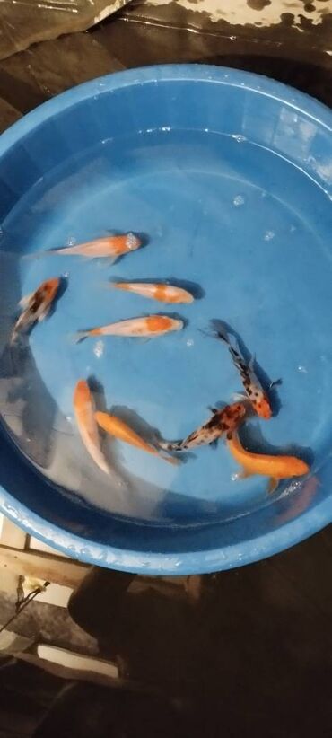 Balıqlar: Koi, Sülhsevər, Ünvandan götürmə