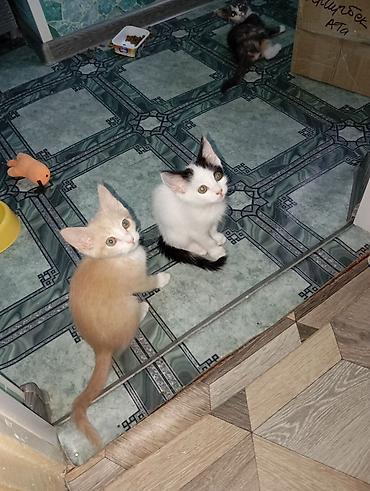 чёрные котята: Котята - Возраст: 3 месяца. - Окрас: - Бело‑чёрный с тёмным хвостом — 2
